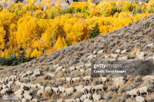 flock of sheep on hillside ahead of trailing of the sheep festival - ketchum idaho stock pictures, royalty-free photos & images