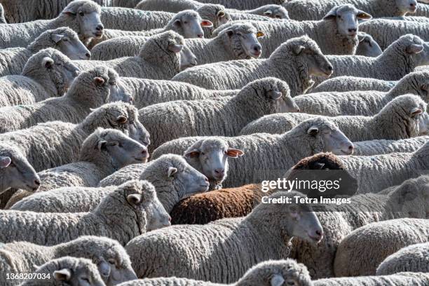 flock of sheep in field ahead of trailing of the sheep festival - ketchum idaho stock pictures, royalty-free photos & images