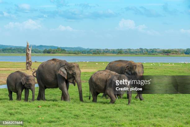 troupeau d’éléphant avec l’éléphant de chéri - baby elephant walking photos et images de collection