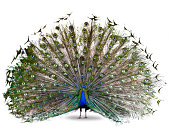 The Indian peafowl or blue peafowl dance display isolated on white background
