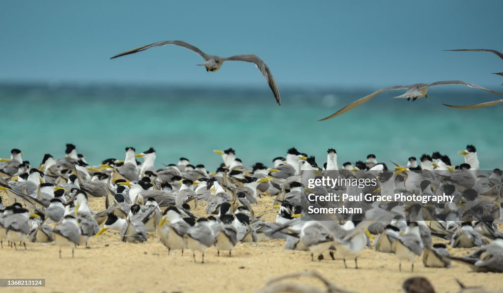 Great Crested Tern (Thalasseus bergii)