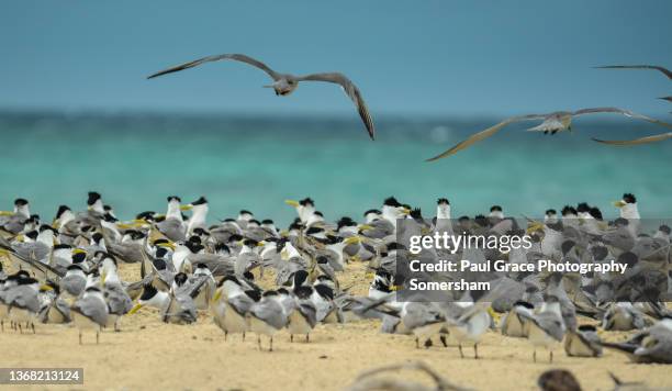 great crested tern (thalasseus bergii) - great crested tern stock pictures, royalty-free photos & images