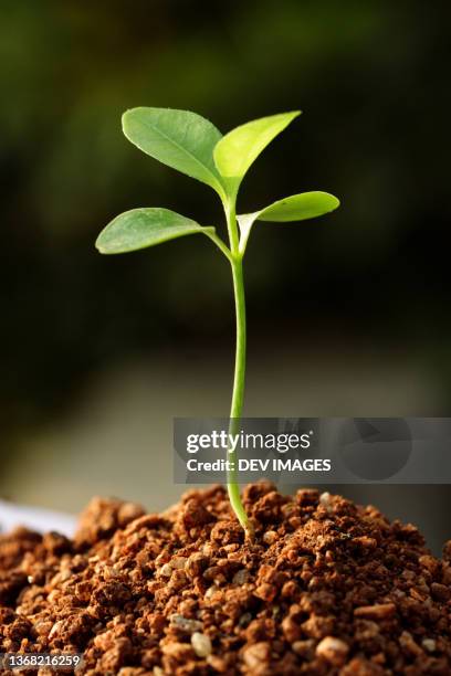 plant growth-new life - seedling bildbanksfoton och bilder