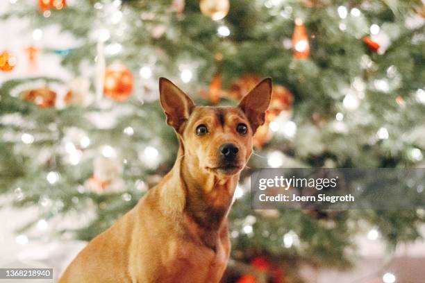 dog sits in front of a christmas tree - pincher bildbanksfoton och bilder