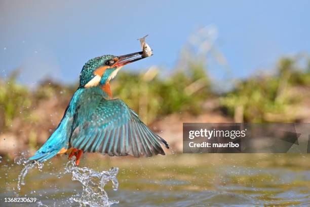 pesca kingfisher (alcedo atthis) - common kingfisher fotografías e imágenes de stock