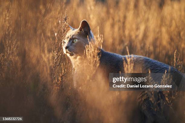 curious gray cat standing in grassy meadow - chartreux cat stock pictures, royalty-free photos & images