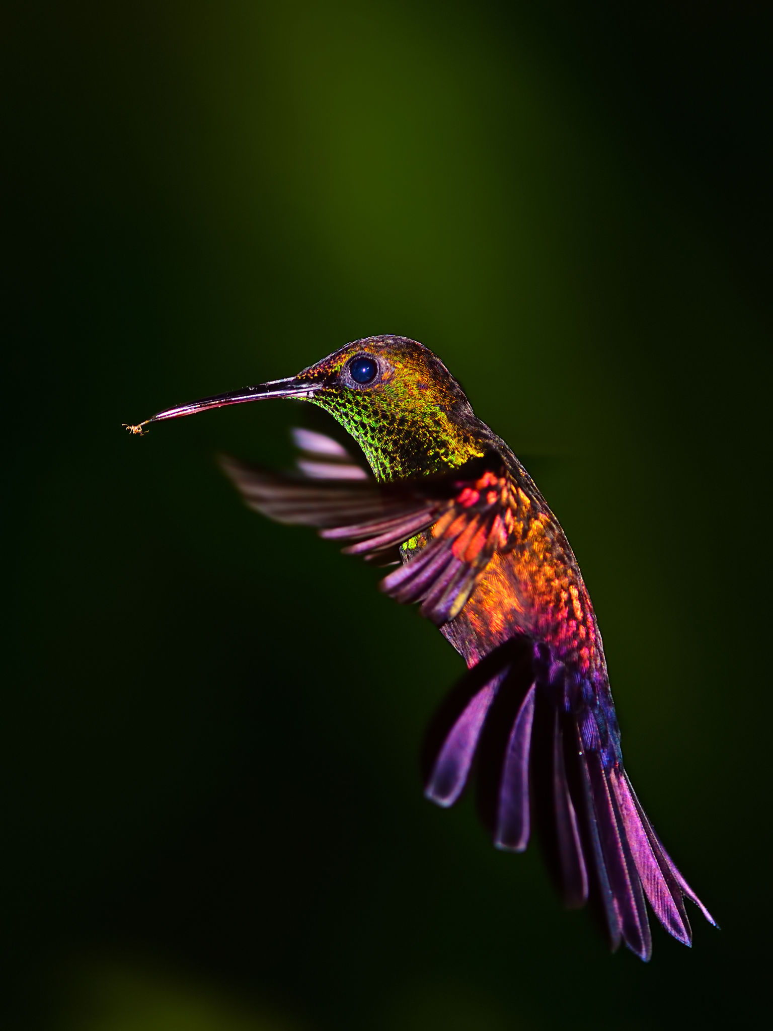 costa rica wildlife