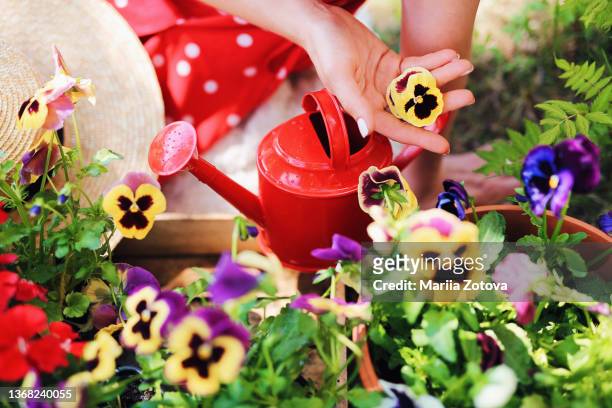 beautiful summer garden picture with flowers and a small red watering can - violales stock pictures, royalty-free photos & images