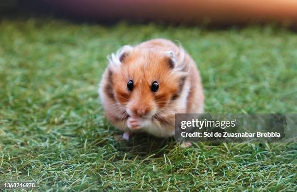 lovely brown syrian hamster on grass, with hands clasped, looking at camera - hamster bildbanksfoton och bilder