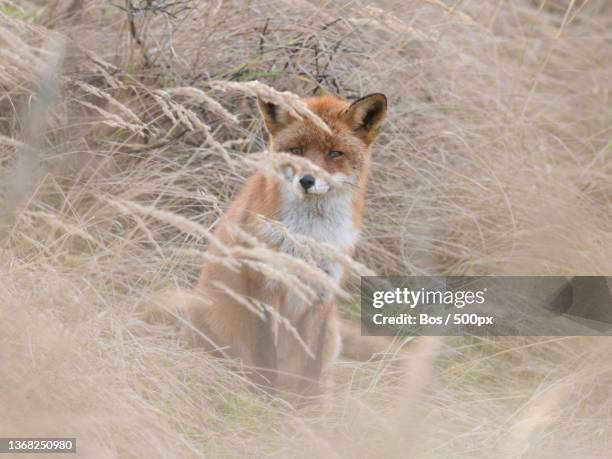 red fox hiding,portrait of red fox sitting on grassy field,amsterdamse waterleidingduinen ingang zandvoortselaan,netherlands - amsterdamse bos stock pictures, royalty-free photos & images