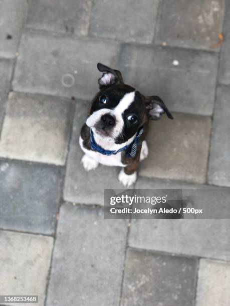 high angle portrait of boston terrier standing on footpath,united states,usa - boston terrier photos et images de collection