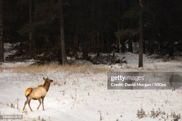 elk crossing snowy field,side view of white standing in forest,canmore,alberta,canada - canmore stock pictures, royalty-free photos & images