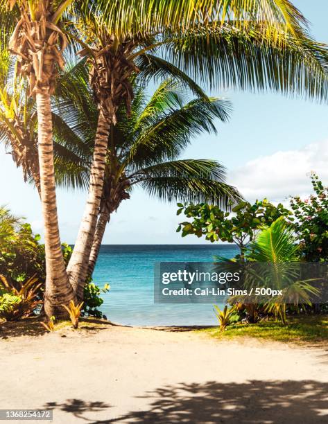 palm trees on the beach,scenic view of palm trees on beach against sky,puerto rico - kokospalme stock-fotos und bilder