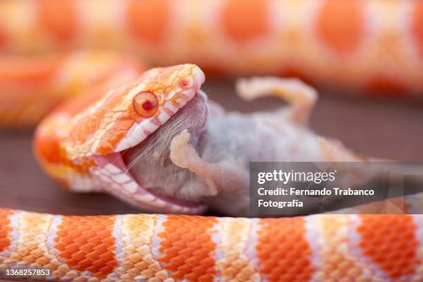 snake eating a mouse - corn snake stockfoto's en -beelden