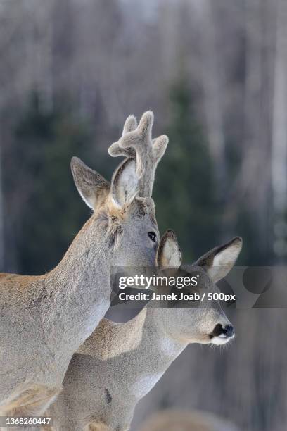 close-up of roe white standing on field - roe deer female stock pictures, royalty-free photos & images