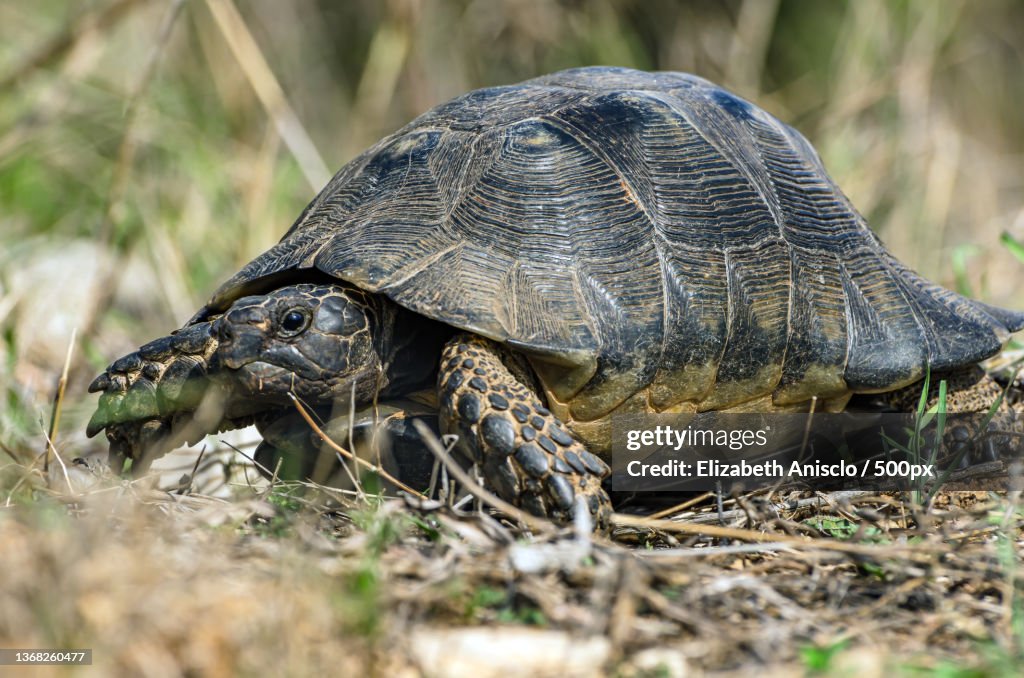 Marginated tortoise in the wild,Close-up of galapagos giant giant tortoise shell on field