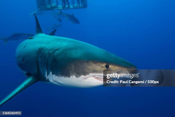 white sharkjpg,close-up of great white shark swimming in sea - great white shark teeth stock pictures, royalty-free photos & images