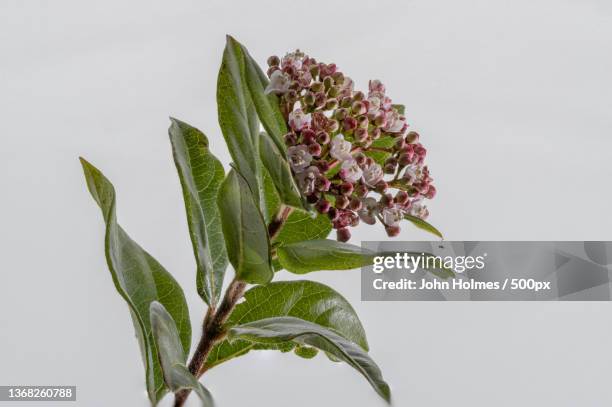 close-up of plant against white background,limerick,ireland - viburnum stock pictures, royalty-free photos & images