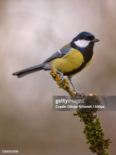 close-up of great tit perching on branch,germany - chapim real imagens e fotografias de stock