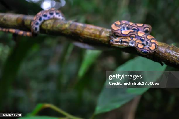 rainbow boa epicrates cenchria,close-up of rusty metal,iquitos,peru - epicrates cenchria stock pictures, royalty-free photos & images