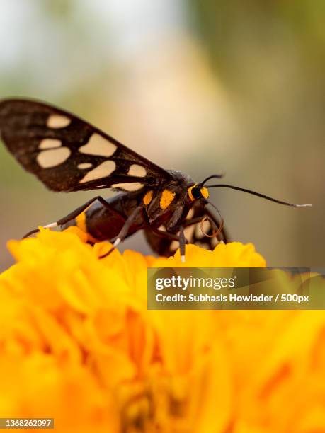 closeup of nine-spotted moth,close-up of butterfly pollinating on yellow flower - nine spotted moth stock pictures, royalty-free photos & images