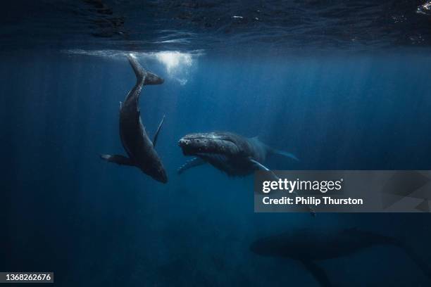 una ballena jorobada y su cría nadando bajo la superficie del océano - vida marítima fotografías e imágenes de stock