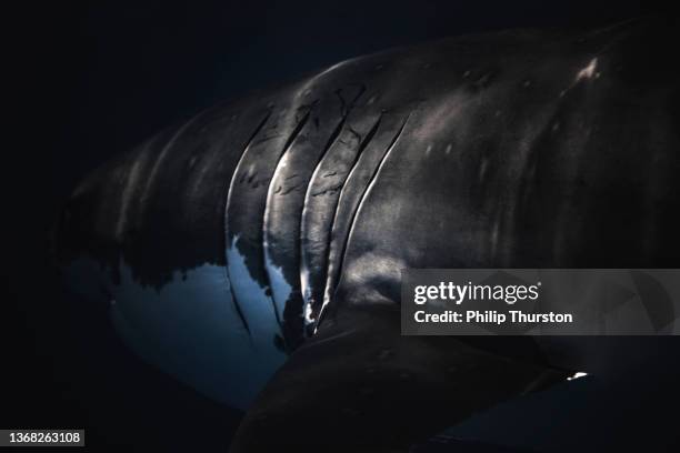 feche acima de brânquias no grande tubarão branco em águas escuras do oceano - great white shark - fotografias e filmes do acervo