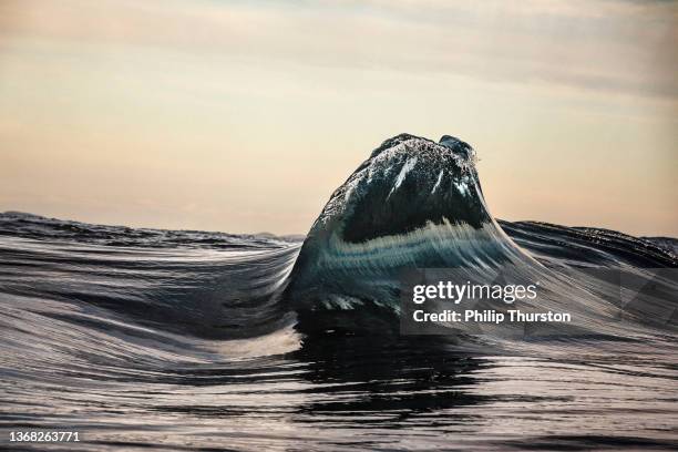 close up of small wave peaking on oceans surface - abstract seascape stock pictures, royalty-free photos & images