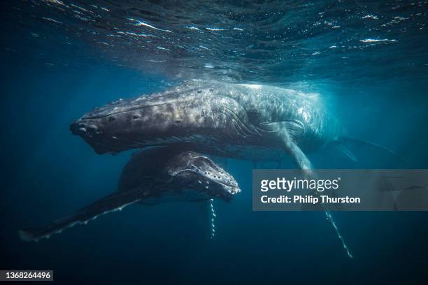 motherly image of humpback whale sheltering her calf - mammal stock pictures, royalty-free photos & images