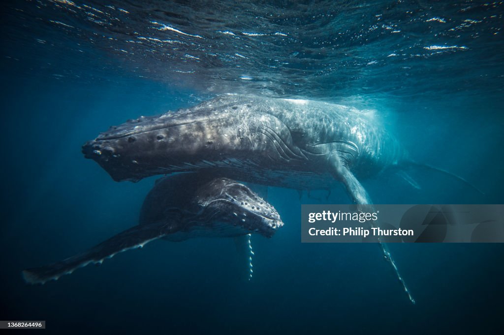 Motherly image of Humpback whale sheltering her calf