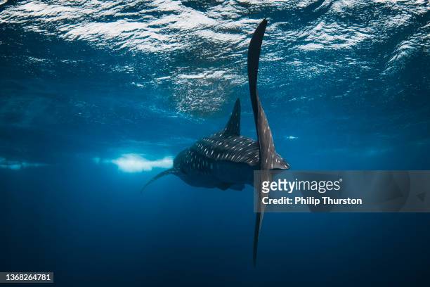 rear view of whale shark swimming towards light at oceans surface - remote location photos stock pictures, royalty-free photos & images