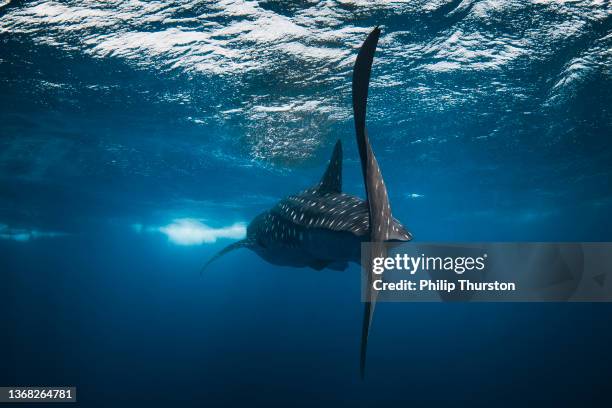 rear view of whale shark swimming towards light at oceans surface - valhaj bildbanksfoton och bilder