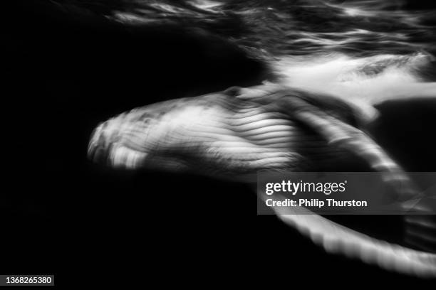 slow shutter of humpback whale swimming under ocean's surface - animal black background stock pictures, royalty-free photos & images