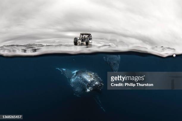 split shot of humpback whales swimming beneath boat in the ocean - under water stockfoto's en -beelden