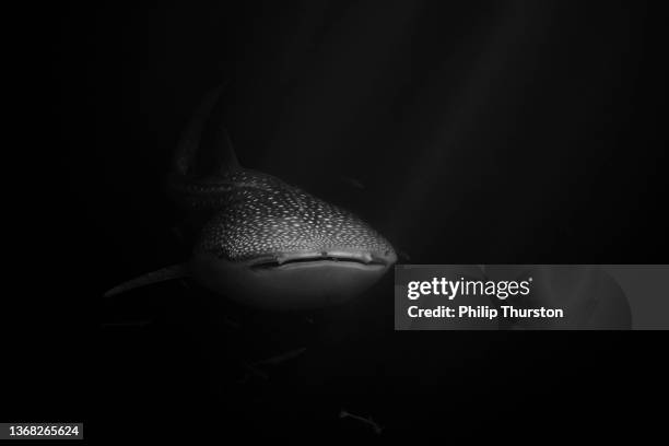 whale shark peeking out of the darkness of the deep ocean waters - ocean wildlife stock pictures, royalty-free photos & images