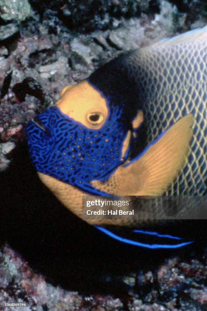 Yellow-Mask Angelfish close-up