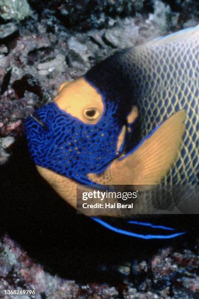 yellow-mask angelfish close-up - pomacanthus xanthometopon stock pictures, royalty-free photos & images