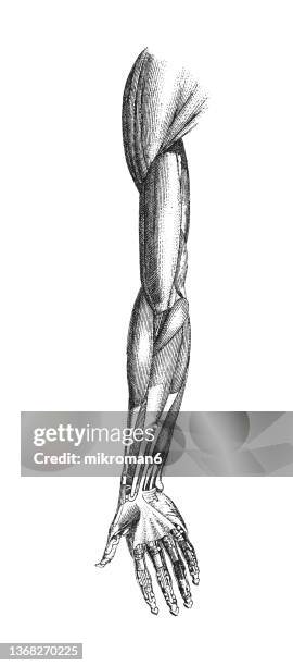 old engraved illustration of human muscles - hand - joint body part stock pictures, royalty-free photos & images