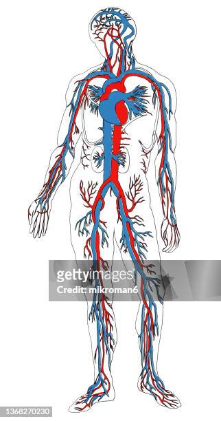 old engraved illustration of human circulatory system - bloedcirculatie stockfoto's en -beelden