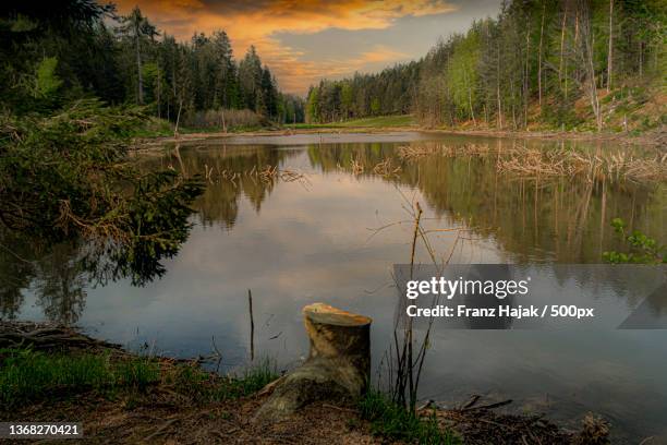 am stillen waldsee,scenic view of lake in forest against sky,germany - stillen stock pictures, royalty-free photos & images