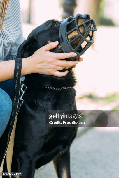 a beautiful black dog getting disciplined by its unrecognizable female owner - muzzle human stock pictures, royalty-free photos & images