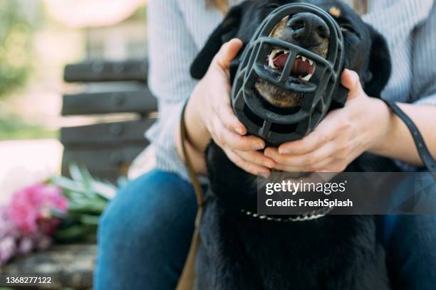 una donna irriconoscibile che tiene in braccio il suo cane infuriato che ha avvistato un gatto - animal nose foto e immagini stock