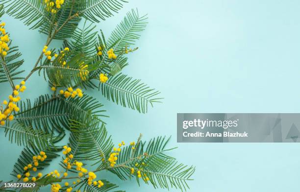 spring yellow mimosa flowers over pastel blue background - acacia flowers stock pictures, royalty-free photos & images