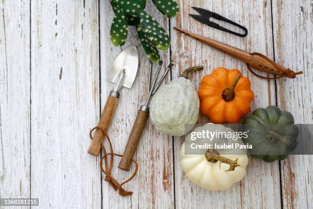 gardening tools and pumpkins. flat lay - spring flat lay stock pictures, royalty-free photos & images