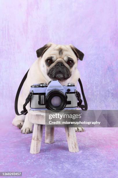 pugtographer - cute pug - fotografias e filmes do acervo