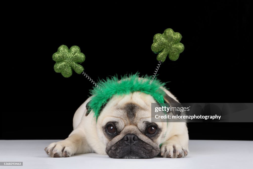 Luck Of The Irish Pug