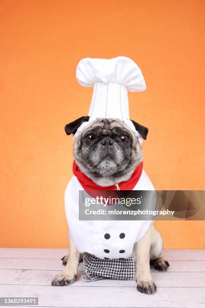 the pug chef - toque stock pictures, royalty-free photos & images