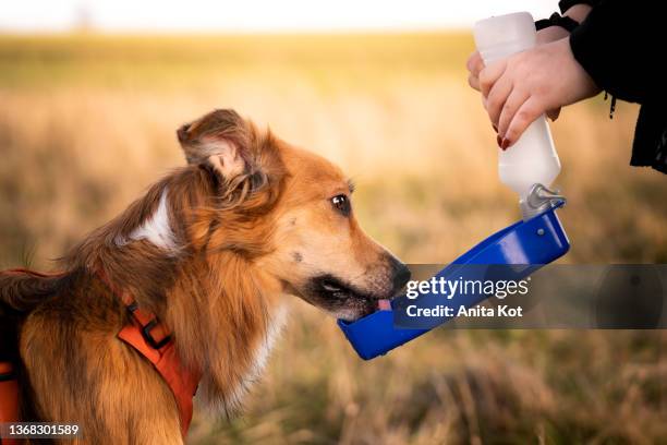 the dog drinks water - thirsty fotografías e imágenes de stock