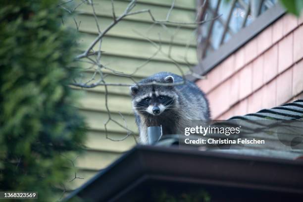 raccoons on the roof - bandit raccoon stockfoto's en -beelden