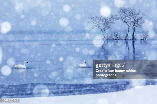 swans on the snowy lake hibara - 福島 ストックフォトと画像